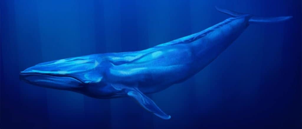 Cá voi lớn nhất Cá voi xanh