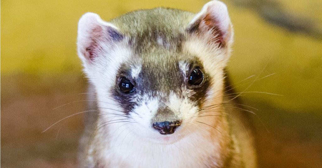 Black-foot Ferret sitting, looking at the camera