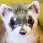 Black-footed ferret
