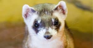 Black-foot Ferret Portrait