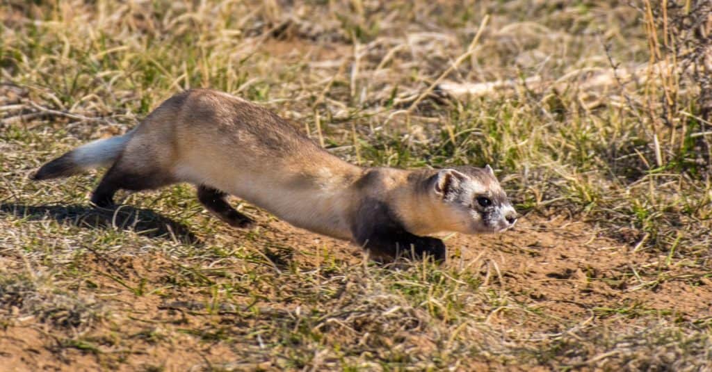 Black-footed Ferret on the Prairie