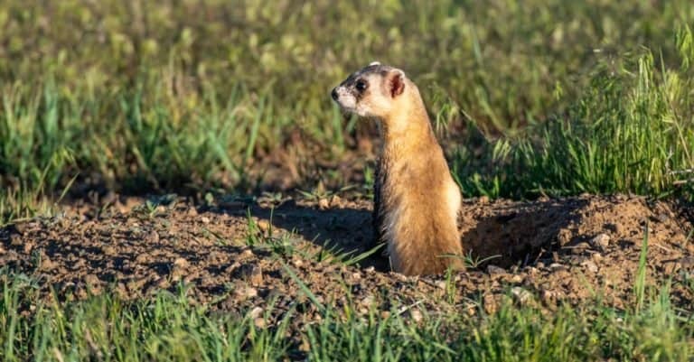 A Black-footed Ferret on the Colorado Prairie