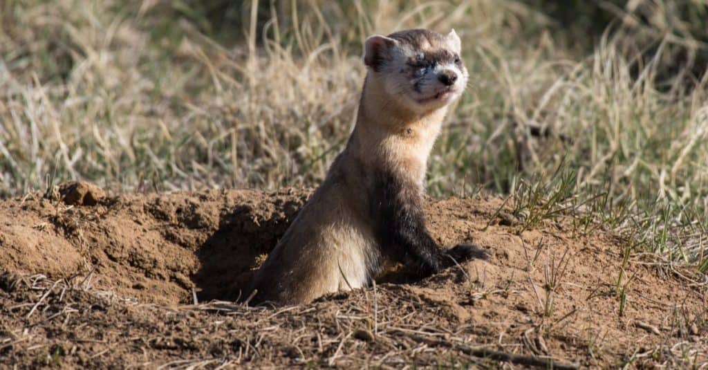 Endangered Black-footed Ferret Enjoying some Sunshine