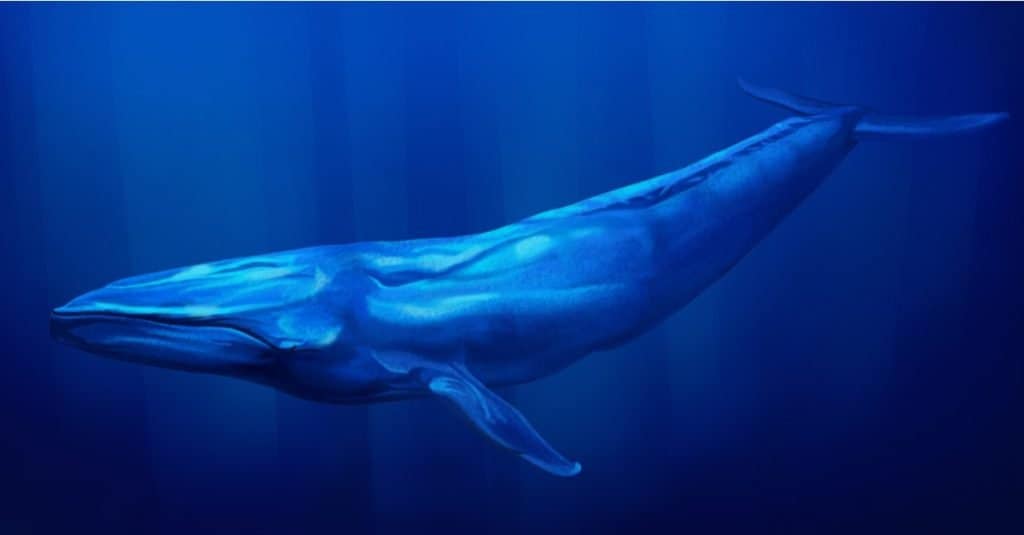 Blue whale underwater with sunlight streaming down from the surface above