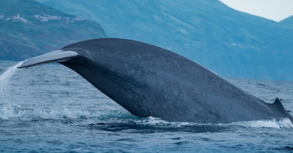 El animal más grande del mundo, una ballena azul que muestra su espalda desde la aleta dorsal hasta las aletas de la cola.