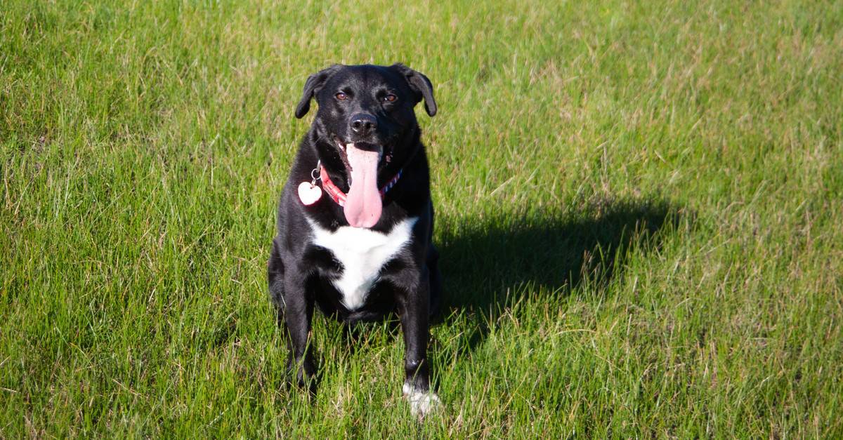 Black and white Borador dog in outdoor park