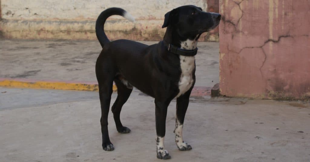 A closeup shot of a beautiful black Borador dog standing in the yard