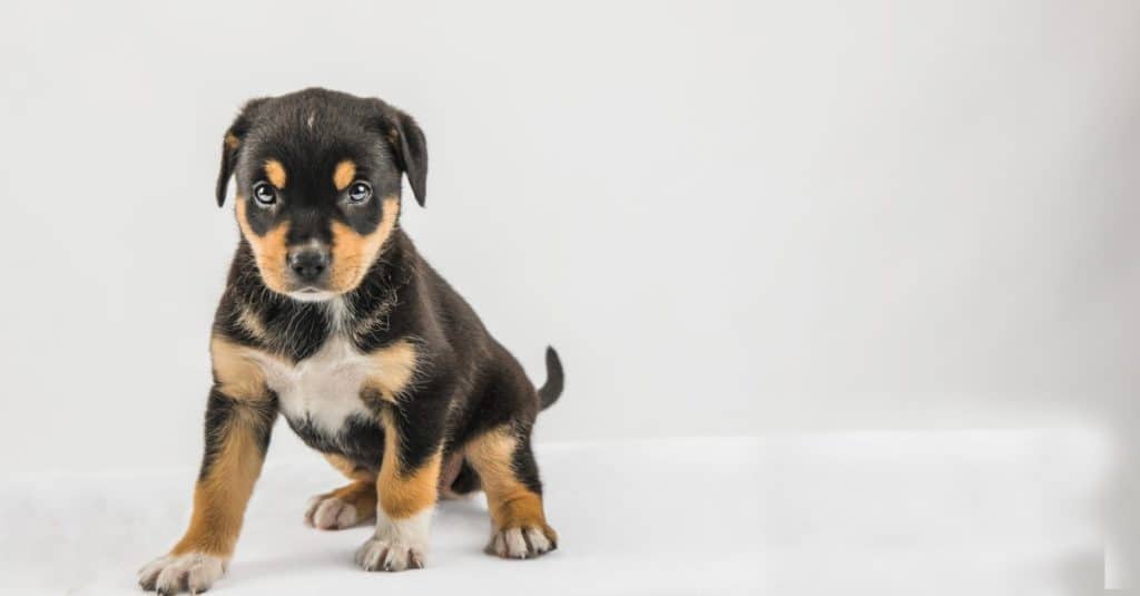 New Border Collie Lab Borador Puppy