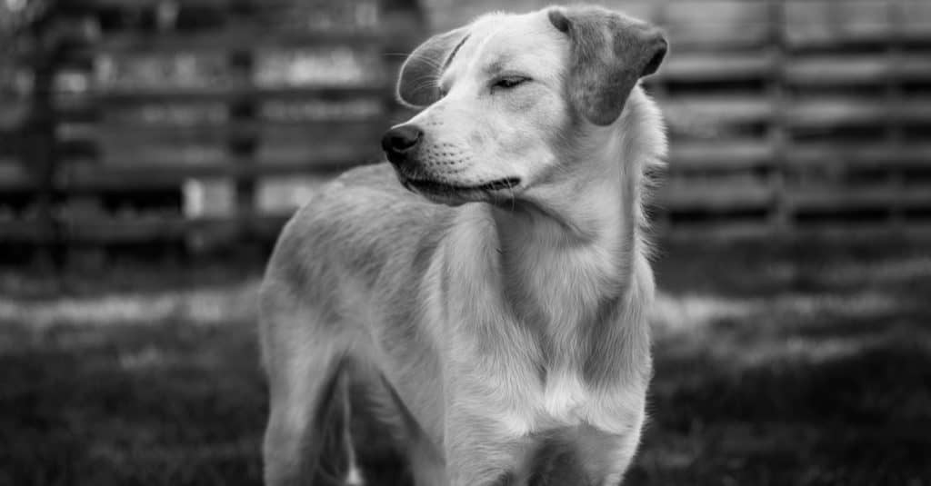 Portrait of a Borador dog