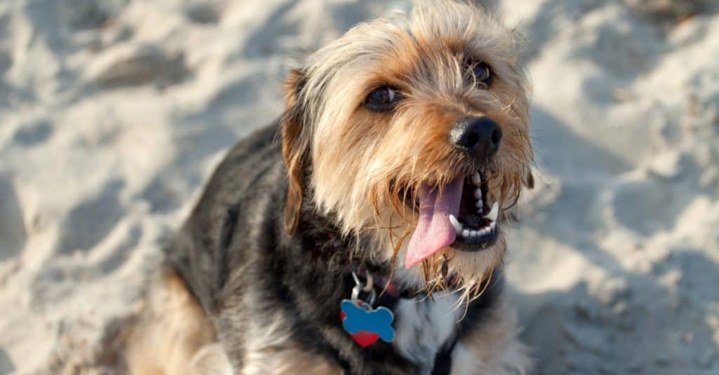 Portrait of a young Yorkshire terrier Beagle mix dog, Borkie, in the sand at the beach.