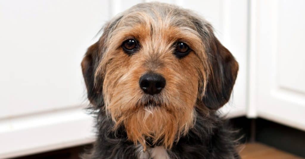 A cute mixed breed Borkie dog. The dog is half Beagle and half Yorkshire terrier.