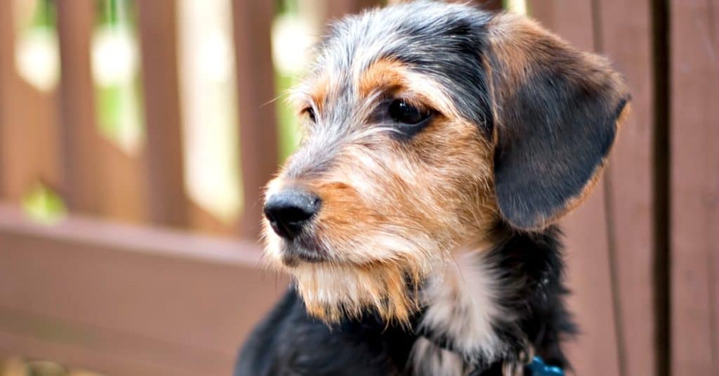 A cute mixed breed Borkie puppy sitting on the deck. The dog is half Beagle and half Yorkshire terrier.