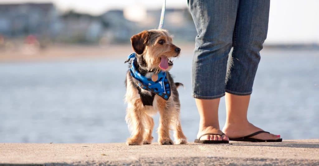 A woman walks a cute Borkie Beagle Yorkie mix puppy at the beach.