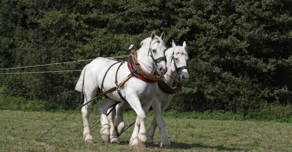Biggest Horses: Boulonnais