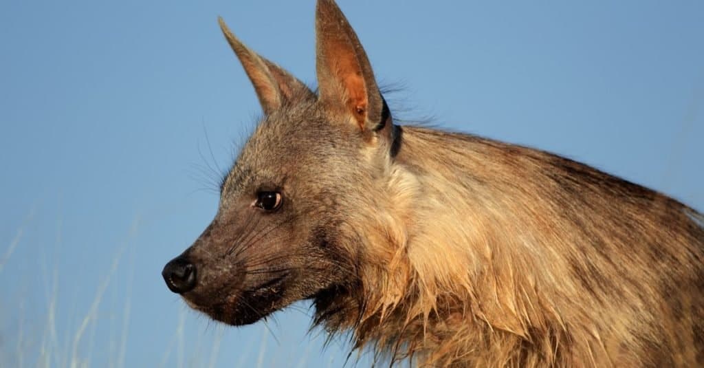 Portrait of a brown hyena (Hyaena brunnea) against a blue sky, Kalahari desert, South Africa