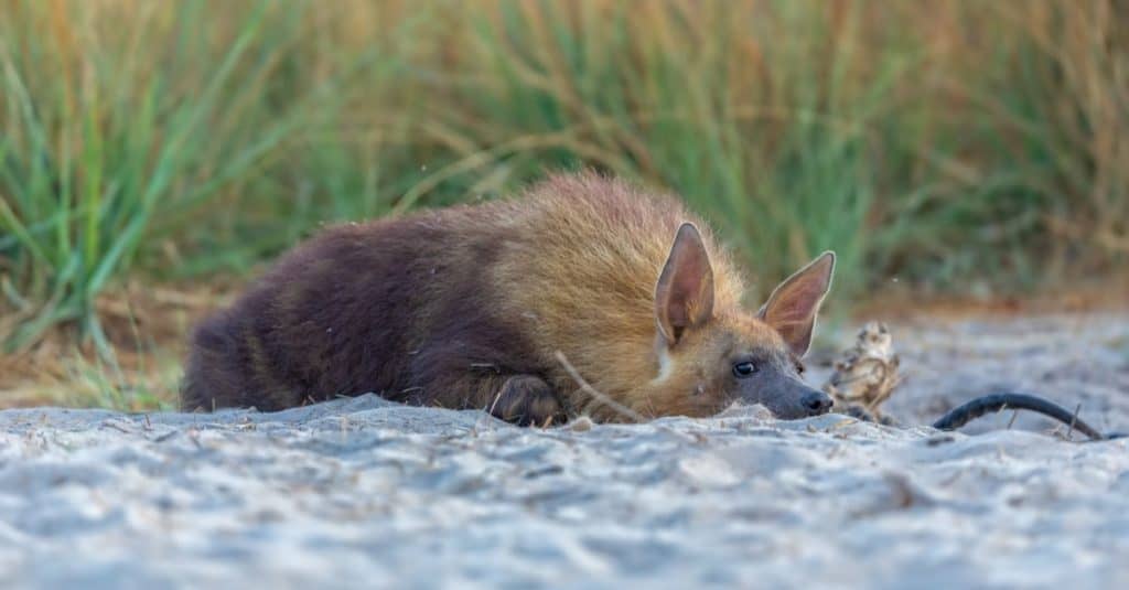Adorable young Brown Hyena pup relaxing at the den in the African savannah.