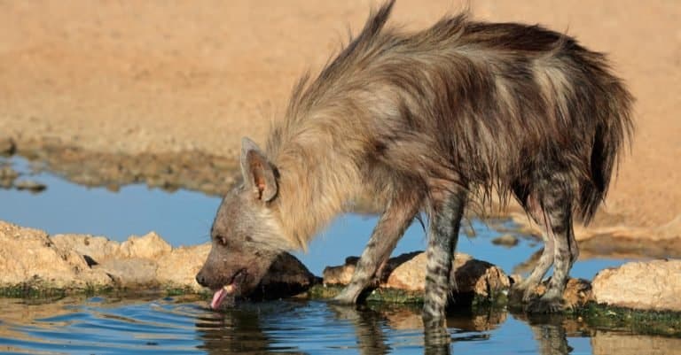 A brown hyena (Hyaena brunnea) drinking water, Kalahari desert, South Africa