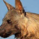 Brown hyena