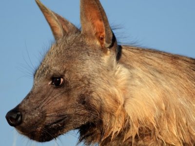 A Brown Hyena