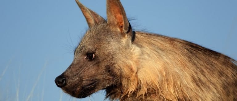 Portrait of a brown hyena (Hyaena brunnea) against a blue sky, Kalahari desert, South Africa