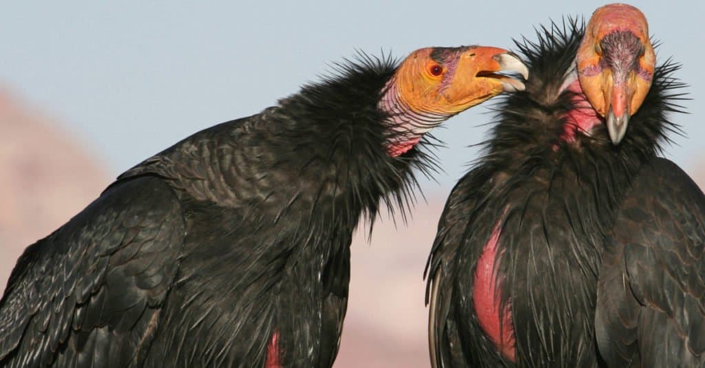 andean condor size comparison