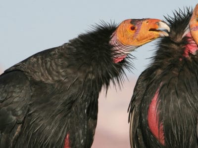California Condor Picture