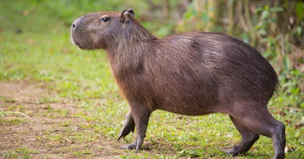 A capybara standing in the grass.