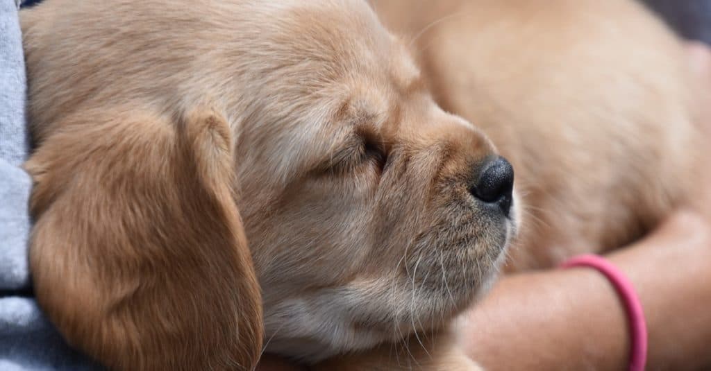 Cavador, yellow lab with King Charles Spaniel. Sleeping in someone's arms