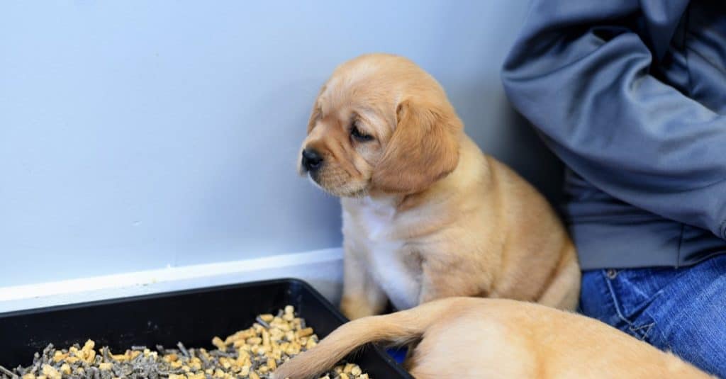 Tan and white Cavador (King Charles Cavalier mixed with Labrador) is being house trained at a local doggie day care.