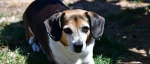 Adorable tri color Chichuahua Beagle (Cheagle) mix