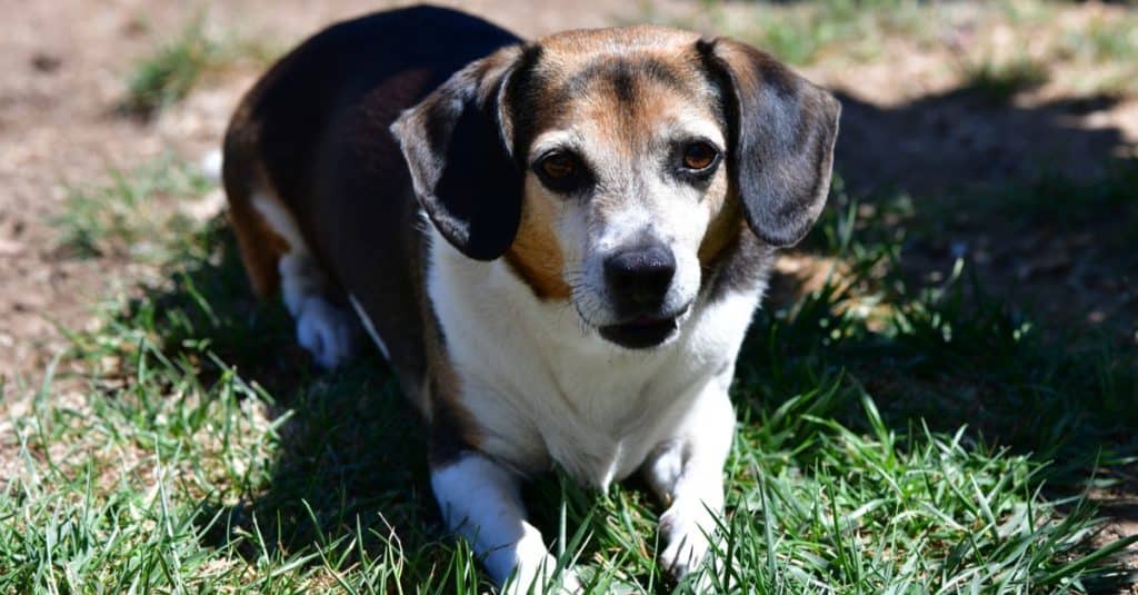 Cheagle laying down on the grass