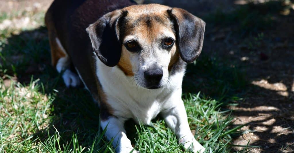 Adorable tri color Chichuahua Beagle (Cheagle) mix