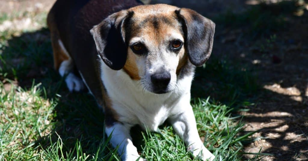 Long haired chihuahua beagle hot sale mix