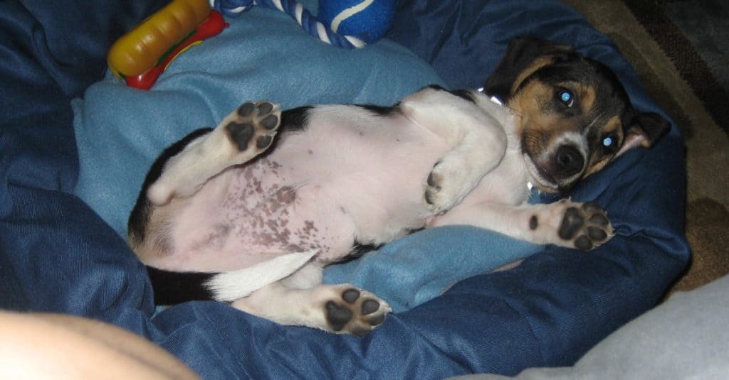 Adorable nine week old Chihuahua Beagle (Cheagle) mix laying down