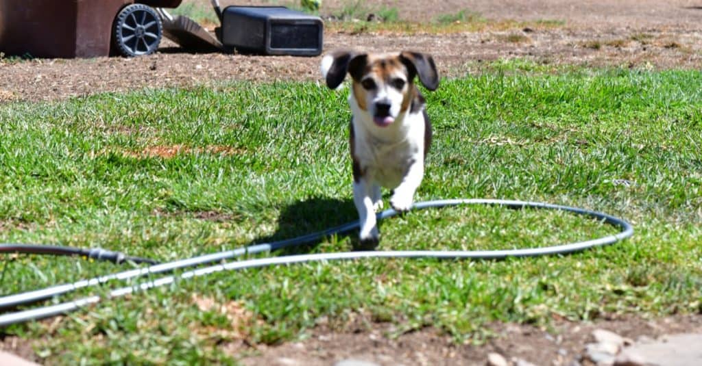 Cheagle playing outside