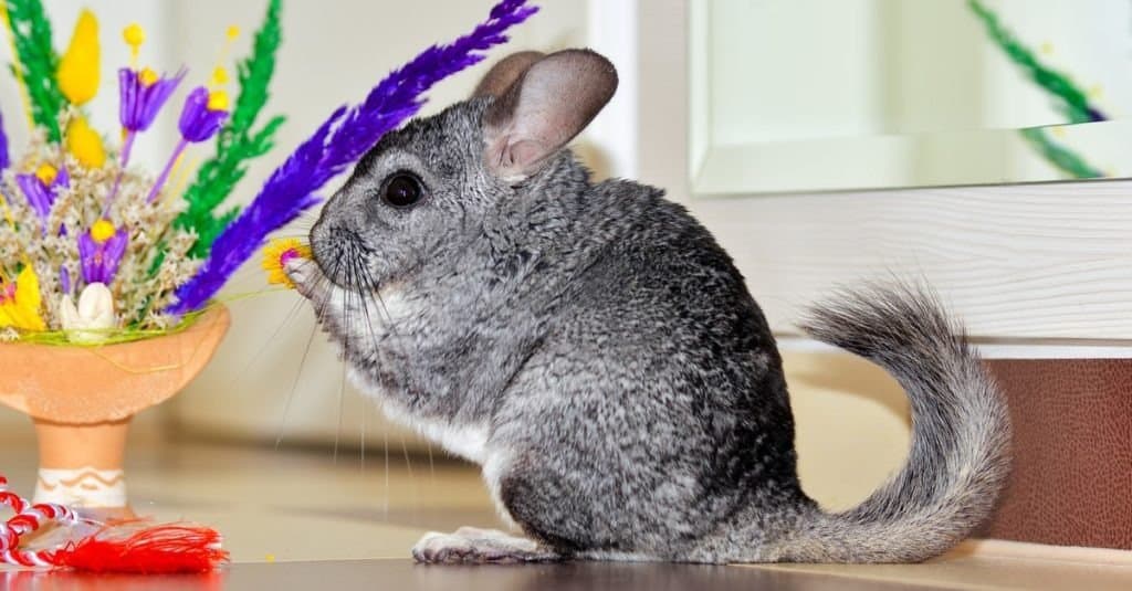 A chinchilla sitting on a desk near flowers.