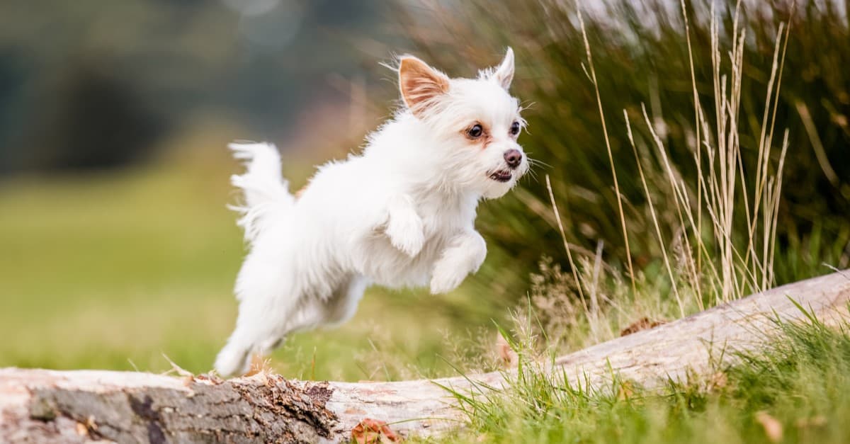 A cute white Chorkie jumping over a fallen tree.