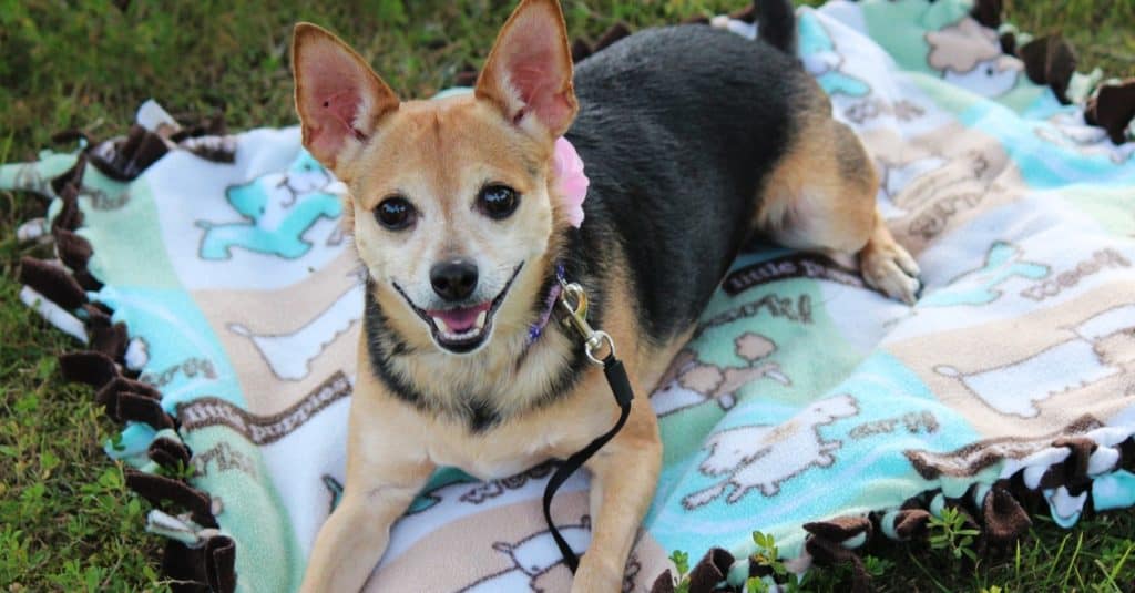 A Chorkie, Chihuaha Yorkie on a blanket