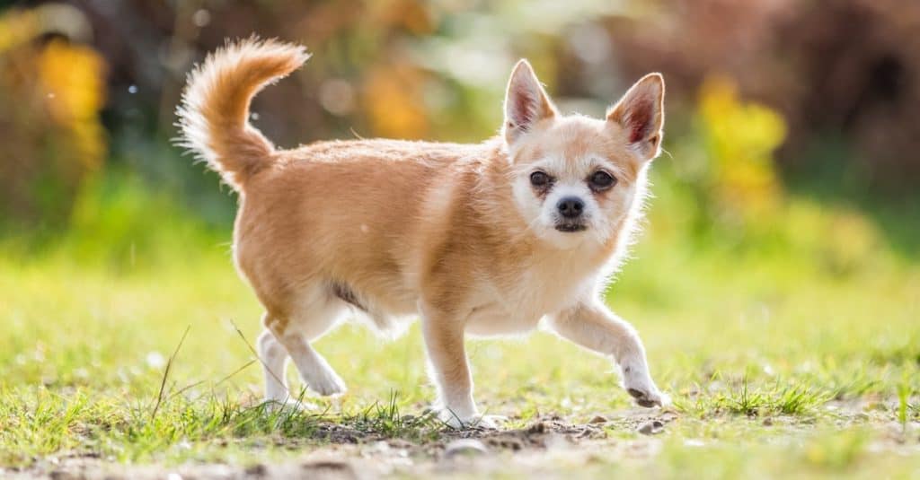 A cute sandy small Chorkie dog looking around in the country.