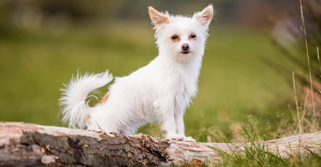 White small Chorkie puppy dog standing on a log