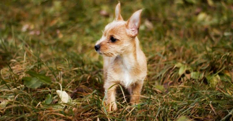 Chorky puppy on grass