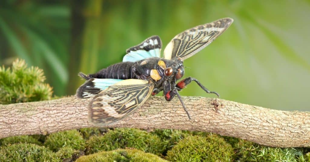 Blue butterfly-wings cicada (Distantalna splendida) is a cicada species from southeast Asia (Thailand, Myanmar and India)