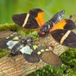 Butterfly cicadas with broad multicolor wings.