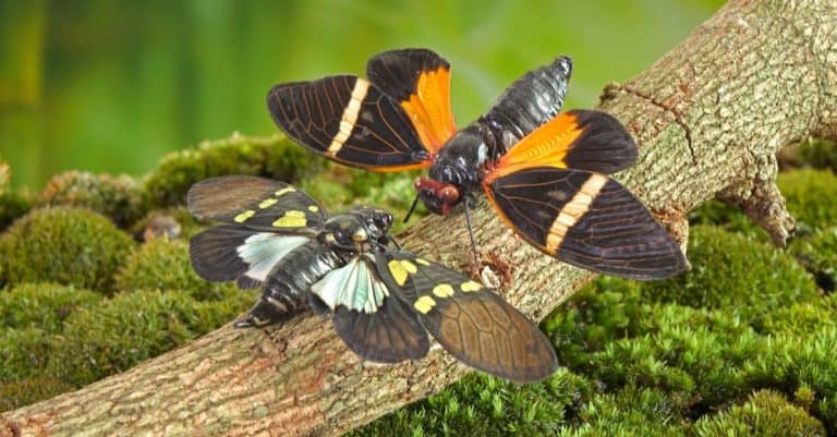 Butterfly cicadas with broad multicolor wings