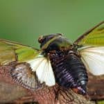 Cicadas