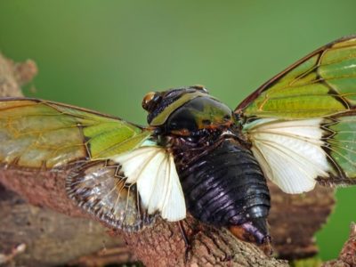Cicada Picture