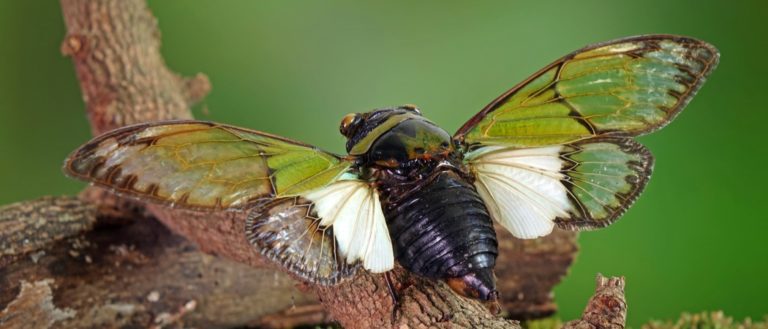 Odd green glasswing Alien head cicada (Salvazana mirabilis)