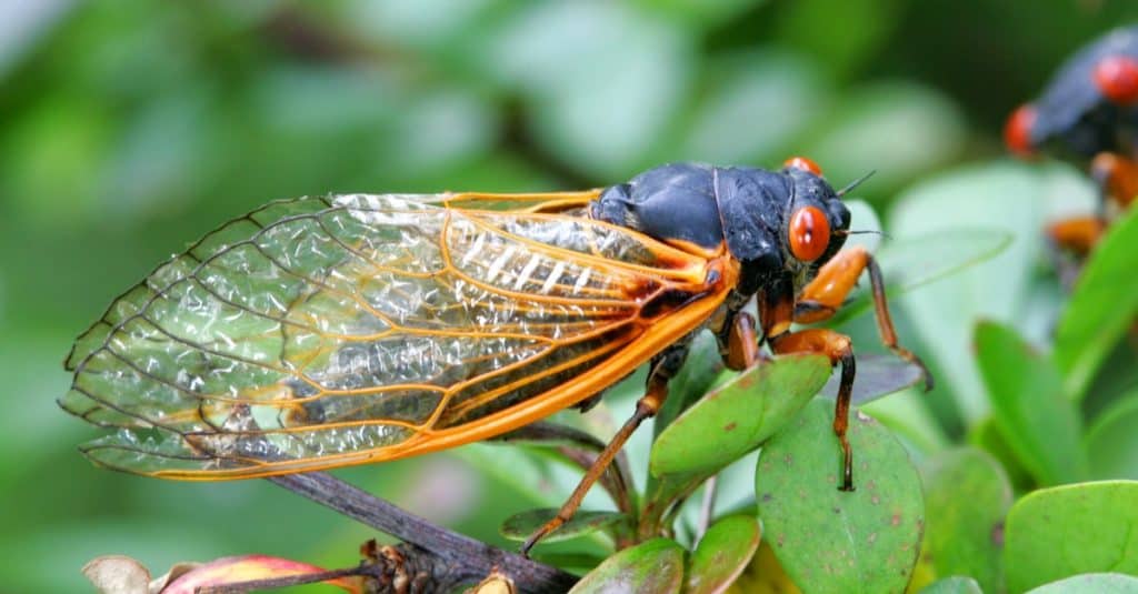 Cicadas spend the longest part of their lives underground