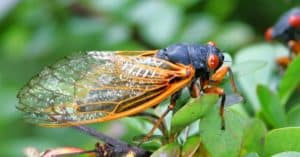 Everything You Need to Know About Cicadas 2021 Picture