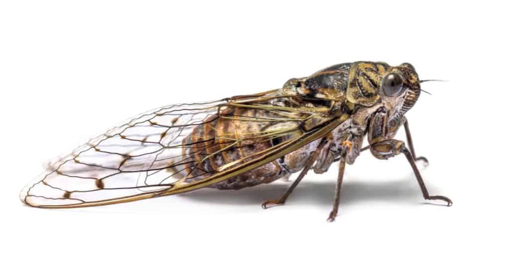 Grey Cicada, isolated on white